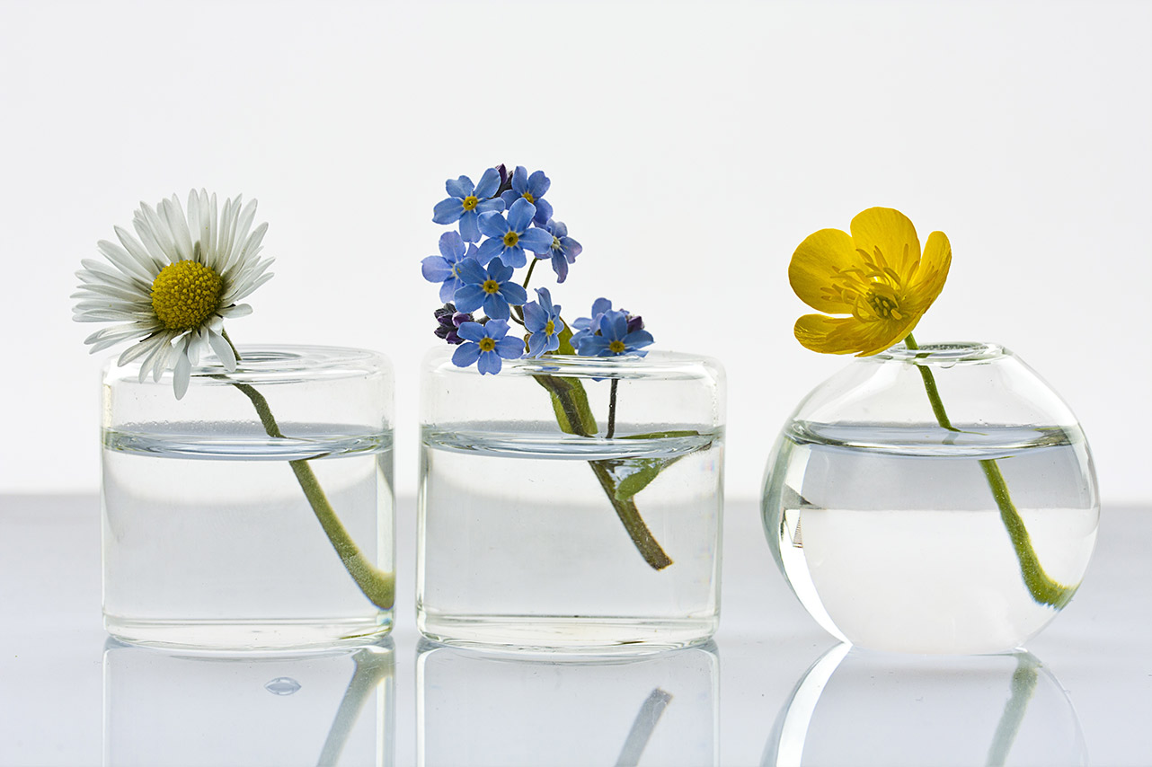 The Art & Science Of Flower Remedies: Nurturing The Soul With Nature’s Elixir