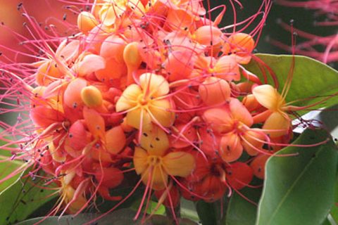 Ashoka Flower - 15 ml