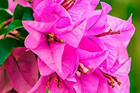 Bougainvillea Flower - 15 ml