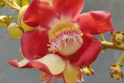 Cannon Ball Flower - 15 ml