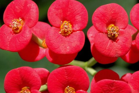 Christ Thorn Flower - 15 ml