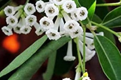 Day Blooming Jessamine - 15 ml