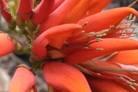 Indian Coral Flower - 15 ml