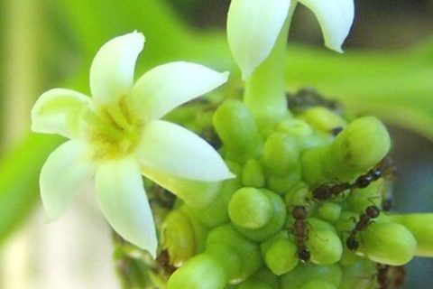 Indian Mulberry Flower - 15 ml