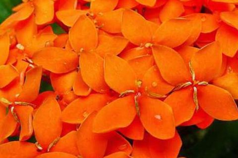 Ixora Flower - 15 ml