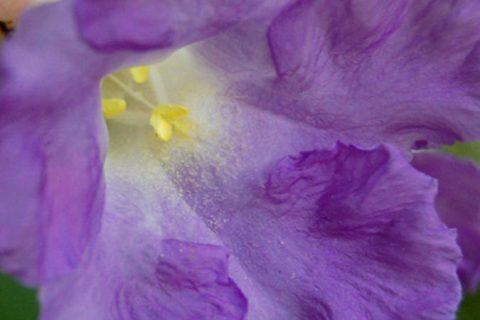 Karvi Flower - 15 ml