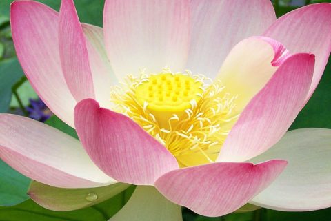 Lotus Flower - 15 ml