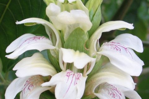 Malabur Nut Flower - 15 ml