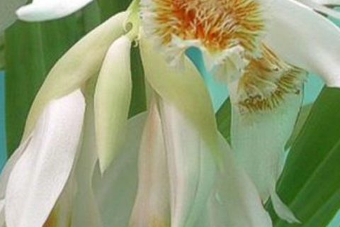 Meenalih Flower (Thunia Alba) - 15 ml