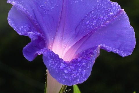 Morning Glory (Ipomoea Purpura) - 15 ml