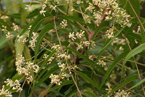 Neem Tree (Azadirchta Indica) - 15 ml