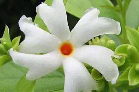 Night Jasmine (Jasmine Arborescence) - 15 ml