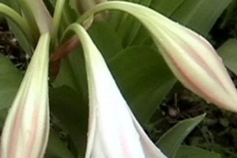 Nilgiri Longy Plant (Crinum Latifolium) - 15 ml