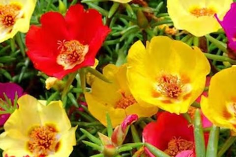 Office Flower (Portulaca Grandiflora) - 15 ml
