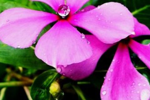 Old Maid (Pink) - 15 ml