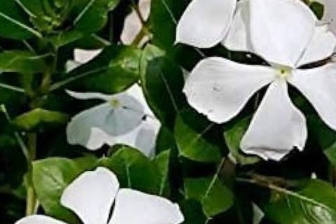 Old Maid (White) - 15 ml