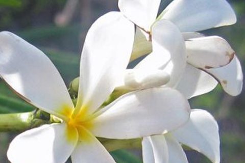 Pagoda Flower - 15 ml