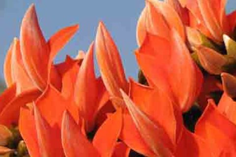 Parrot (Flame Of The Forest) - 15 ml