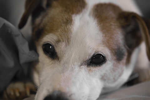 Pet Formula No. 8 (Grief Ease) 15 ML