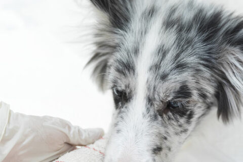 Pet Formula No. 5 (Skin Cleanser) 15 ML