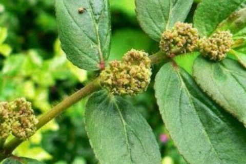 Pill-Bearing Spurge - 15 ml