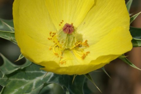 Prickly Poppy - 15 ml