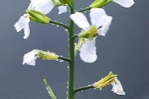 Radish Flower - 15 ml