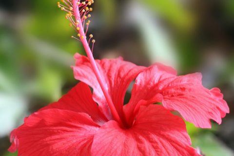 Red Hibiscus - 15 ml