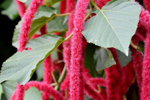 Red-Hot Cattail - 15 ml