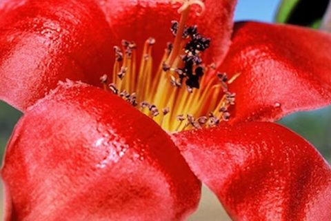 Red Silk Cotton Flower - 15 ml