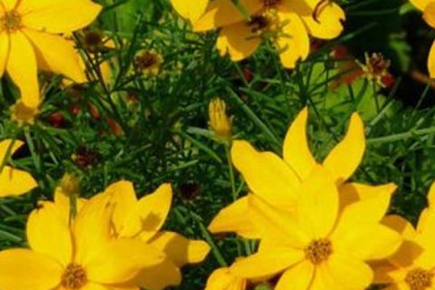 Rippy Hillox Flower - 15 ml