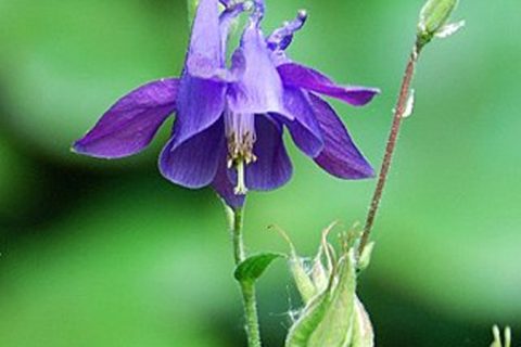 Sithihea Flower - 15 ml