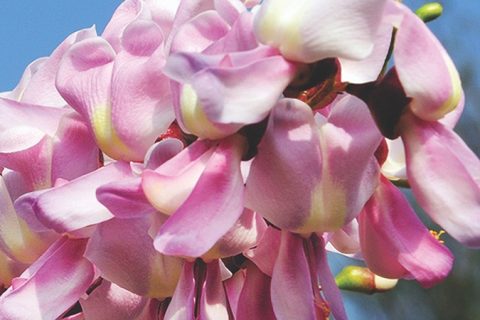 Spotted Gliciridia Flower - 15 ml