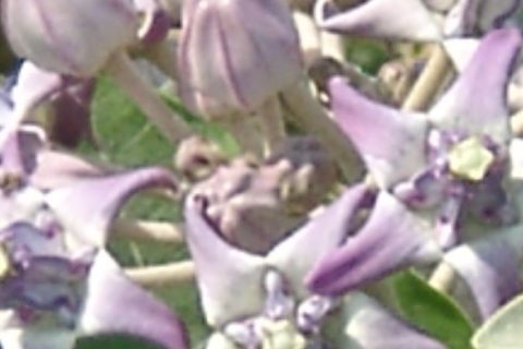 Swallow Wart Flower - 15 ml