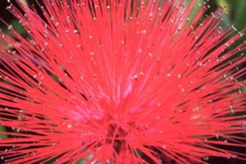 Tassel Flower - 15 ml