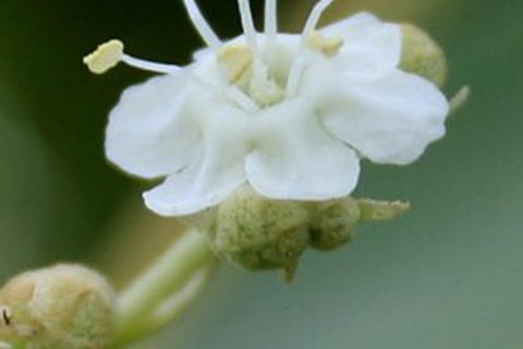 Teakwood Flower - 15 ml