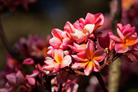 Temple Tree Flower - 15 ml