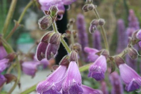 Torroyia Rorshi Flower - 15 ml