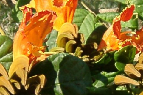 Tulip Flower - 15 ml