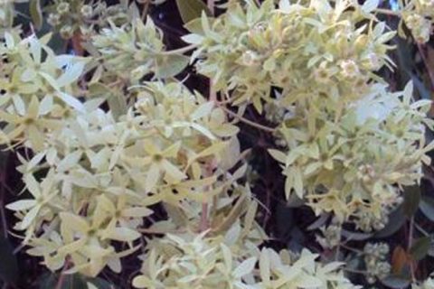Ukshi Flower - 15 ml