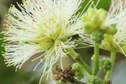 Vilayati Amli Flower - 15 ml