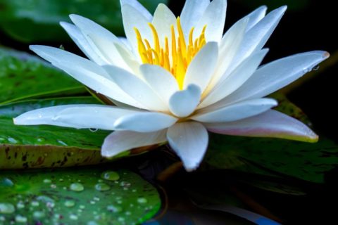 Water Lily Flower - 15 ml