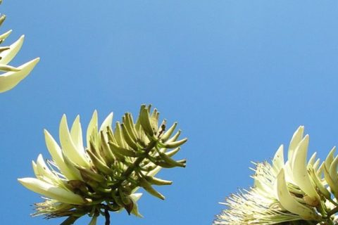 White Coral Tree Flower - 15 ml