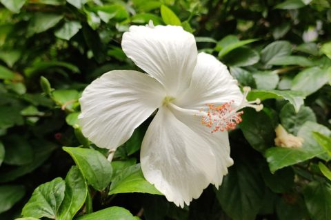 White Hibiscus Flower - 15 ml