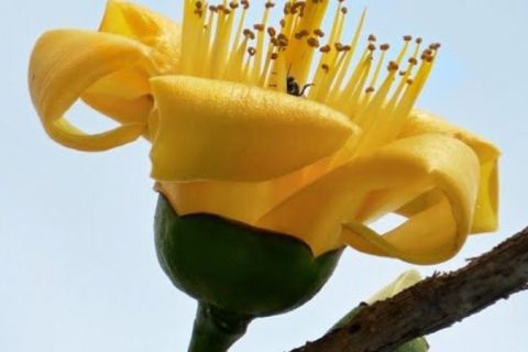 Yellow Silk Cotton Flower - 15 ml