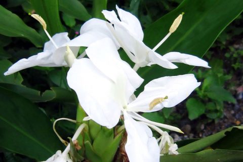 Butterfly Lily Flower - 15 ml