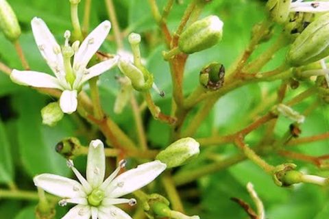 Curry Leaf Flower - 15 ml