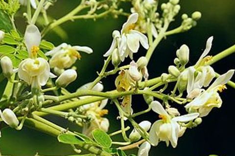 Drumstick Flower - 15 ml