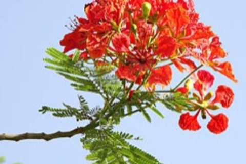 Gulmohar Flower - 15 ml