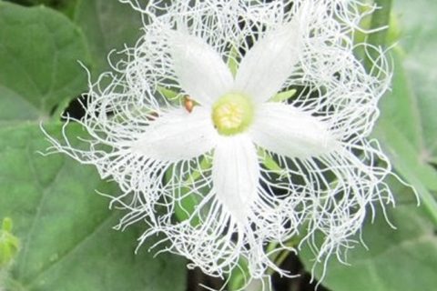 Parval Flower - 15 ml